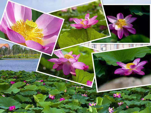 老子有钱lzyq88(中国)有限公司官网